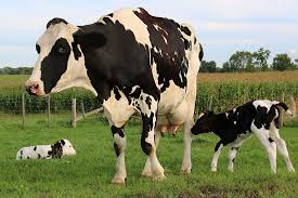 Uterine Factors Driving Late Embryonic Pregnancy Loss in Lactating Dairy Cows